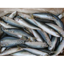 Wholesale Frozen Bonito Tuna in Cheap